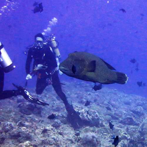 Dive Buddy & Wrasse