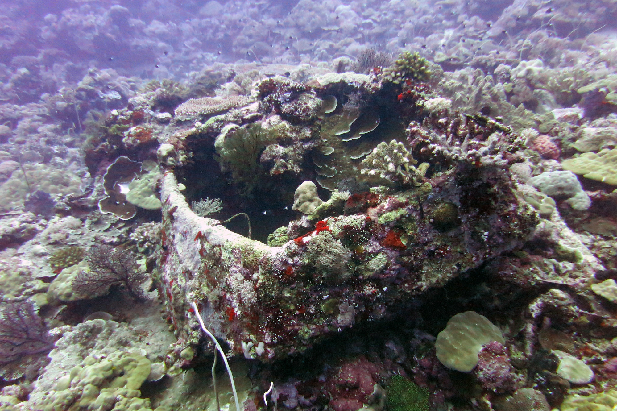 Coral encrusted Box