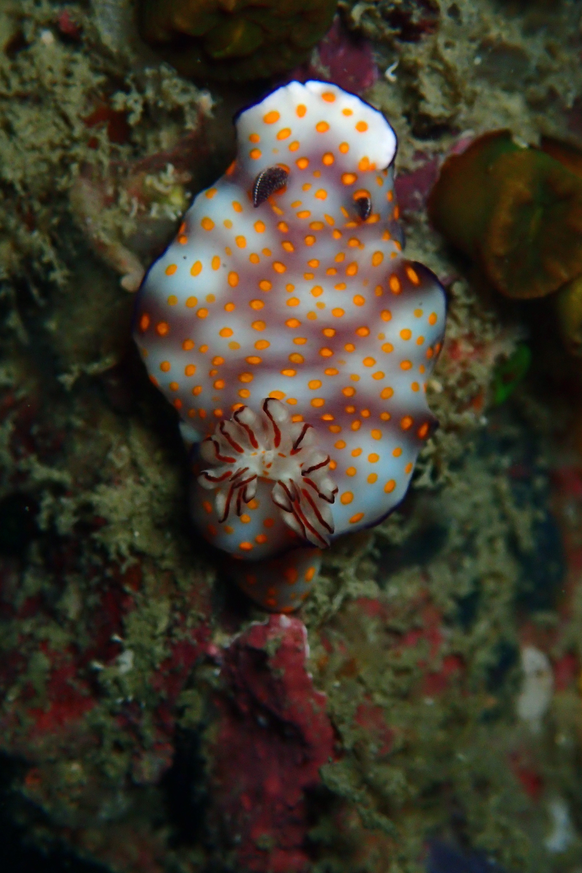 Koh Doc Mai Dive Site, Thailand