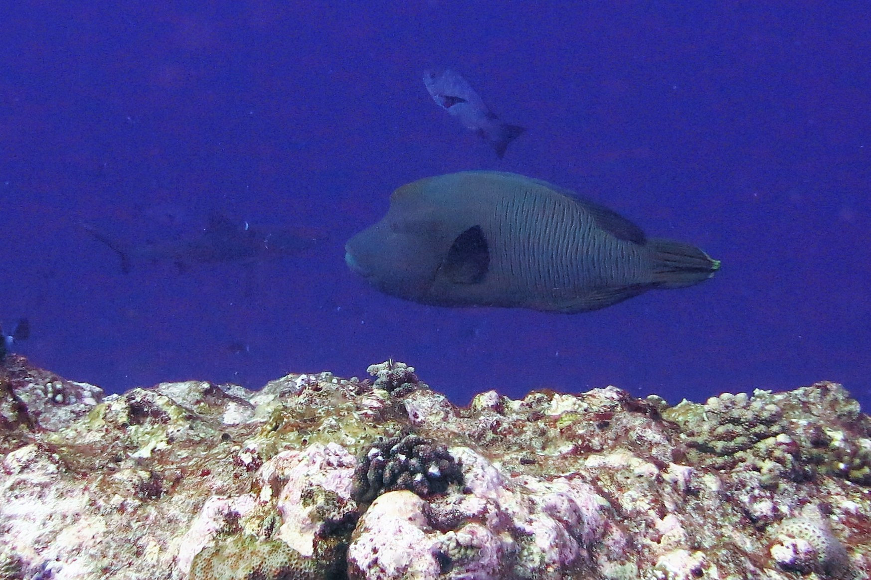 Napoleon Wrasse