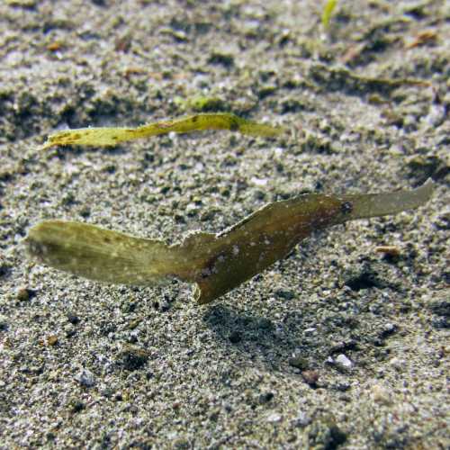 Robust Ghost Pipefish