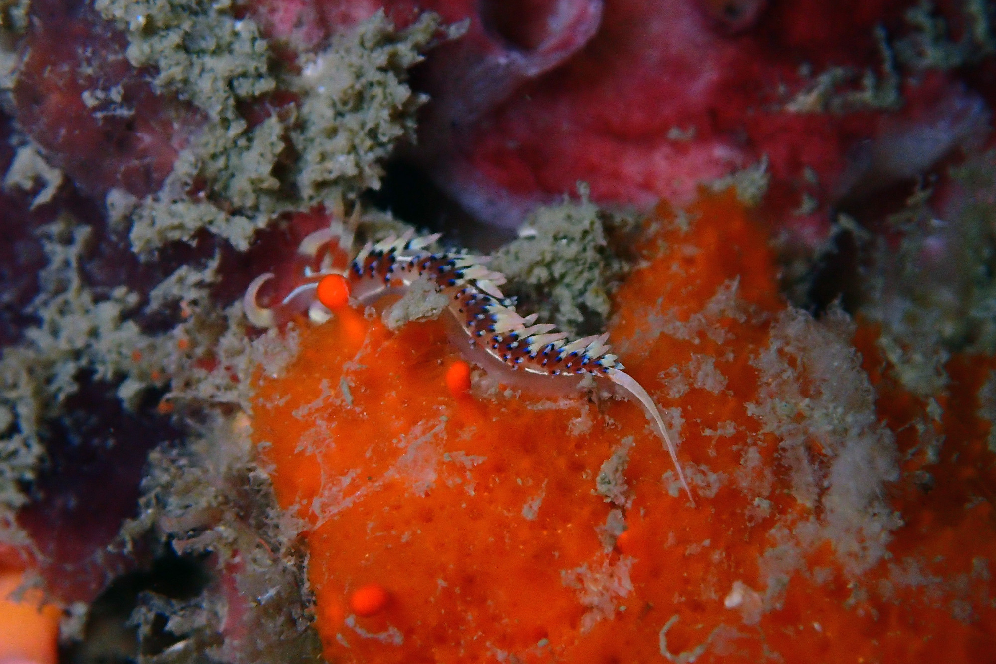 Koh Doc Mai Dive Site, Thailand