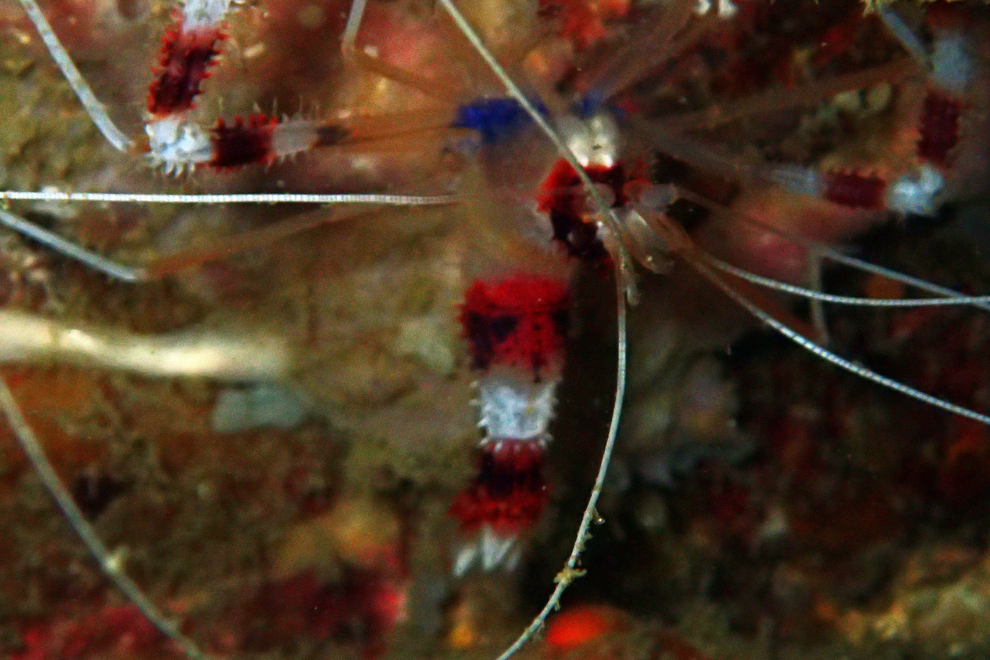 Banded Shrimps