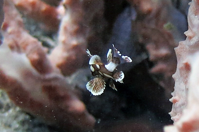 Juvenile Sweetlips