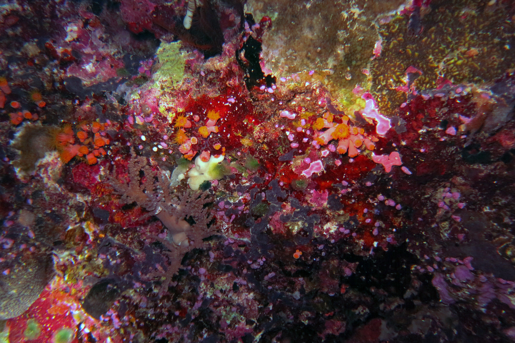 Ngedebus Coral Garden, Palau