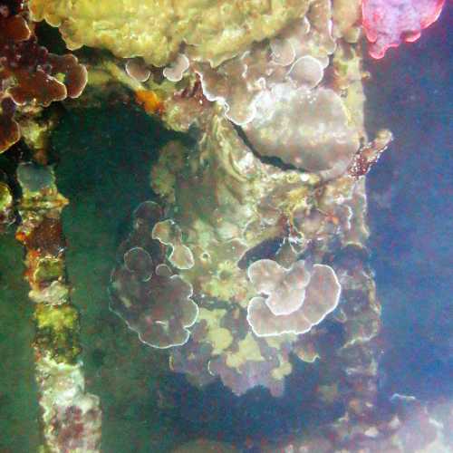 Coral covered superstructure