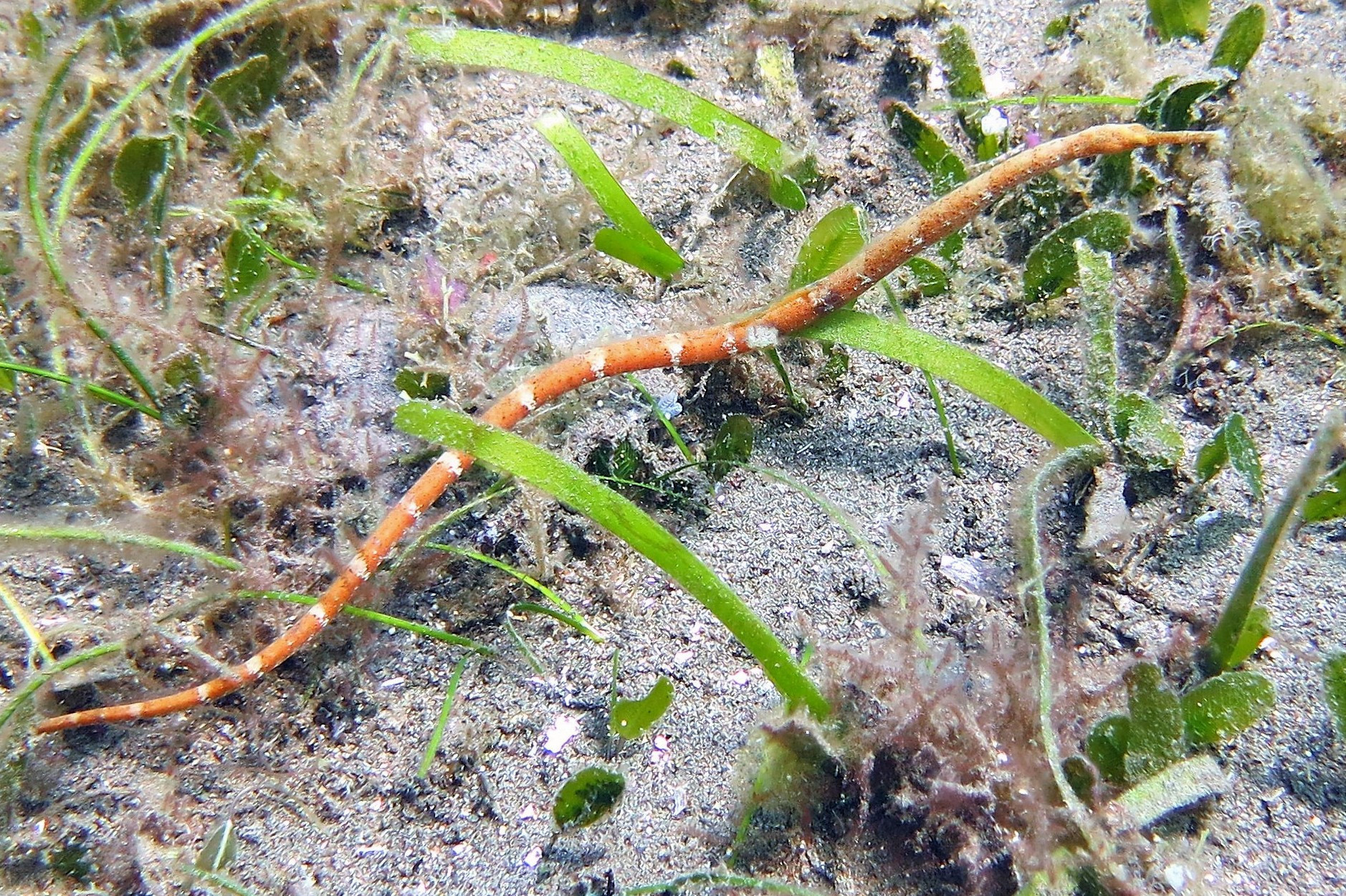 Pipefish