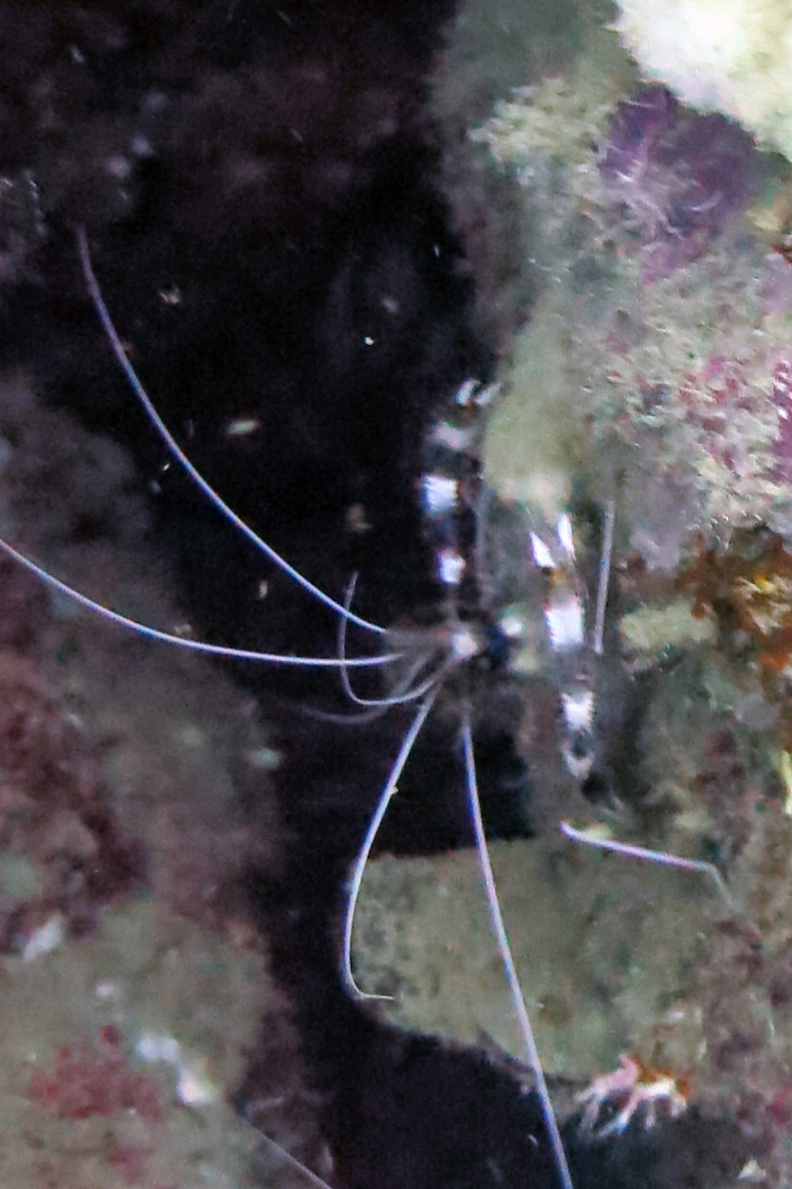 Banded Shrimp