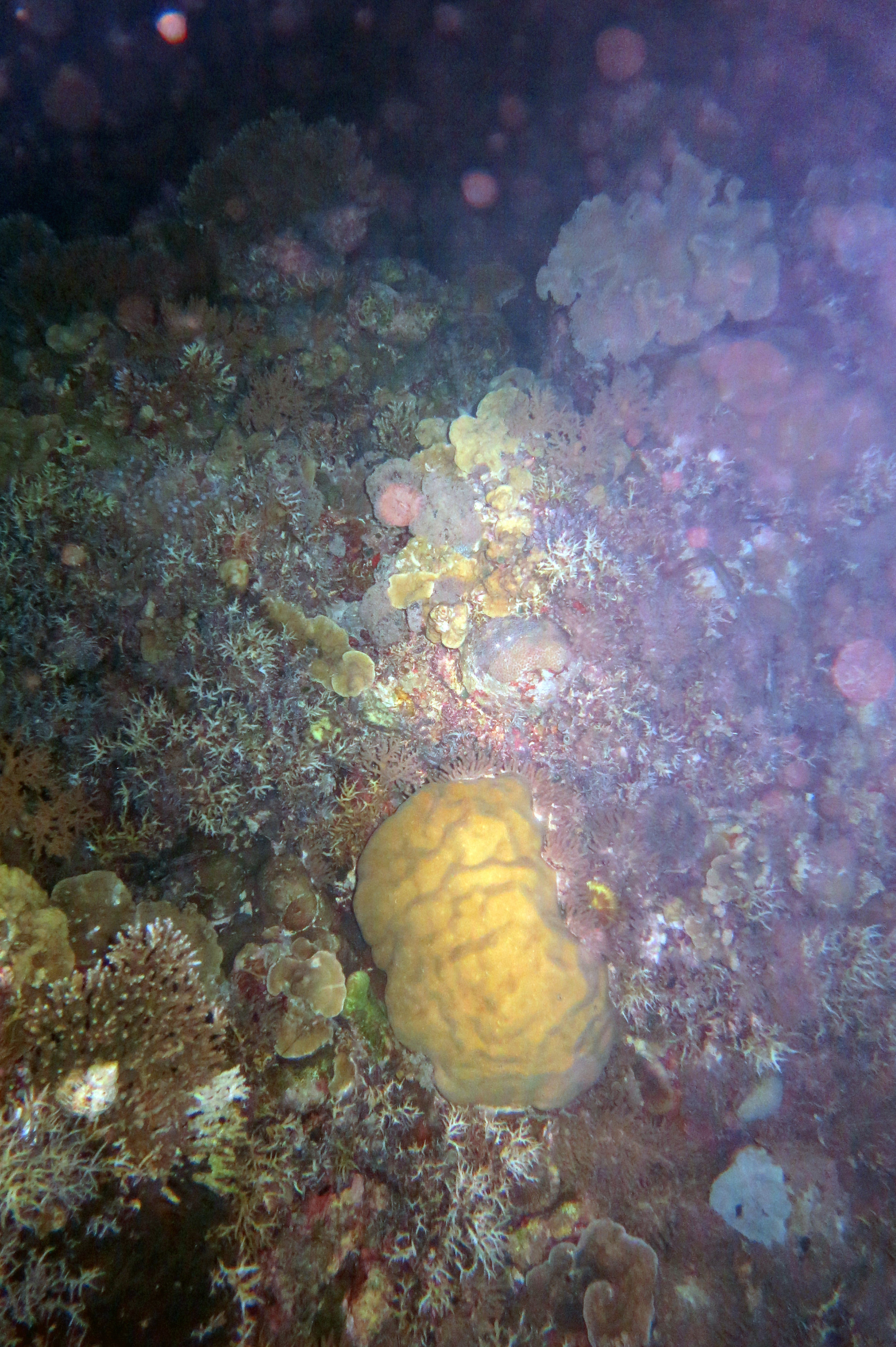 Ngedebus Coral Garden, Palau