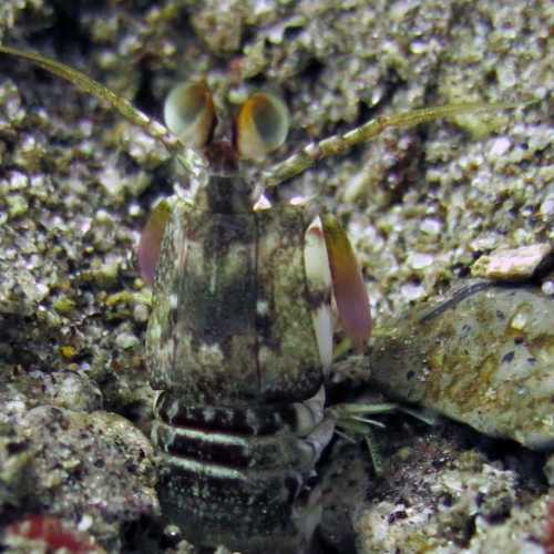 Close Up Mantis Shrimp