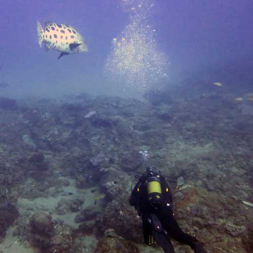 Dive Buddy & Grouper