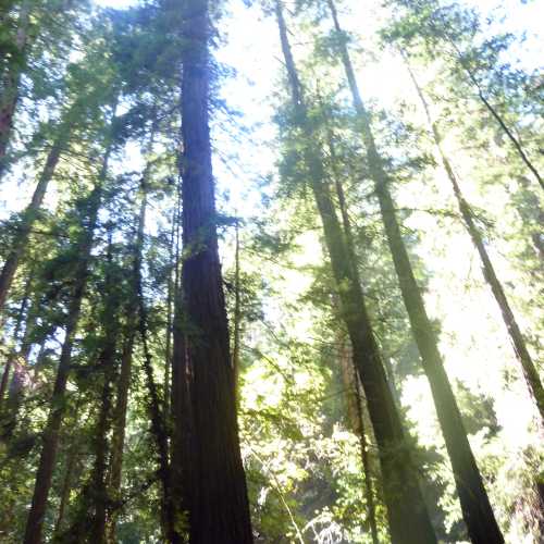 Armstrong Redwoods State Natural Reserve, США