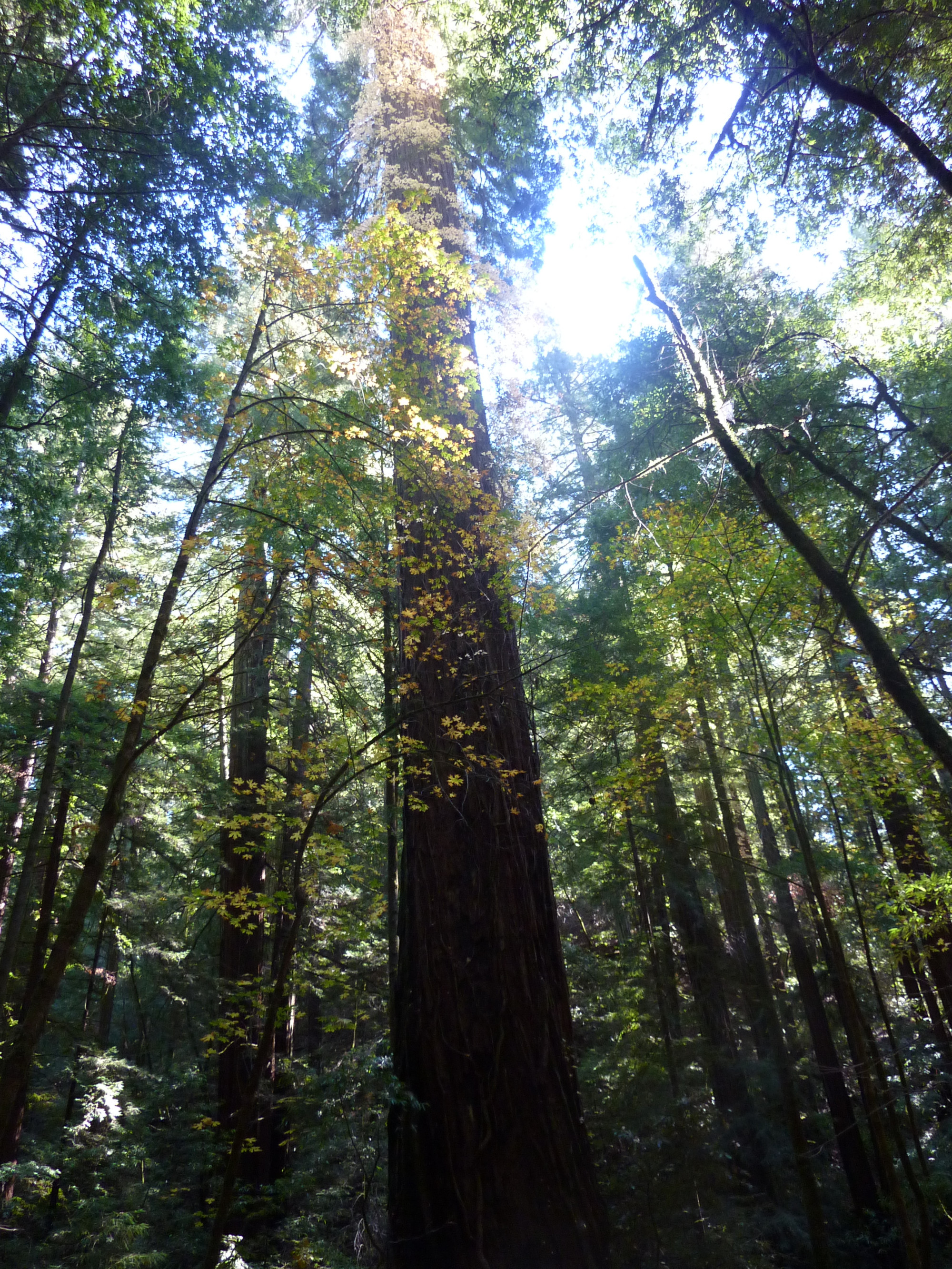 Armstrong Redwoods State Natural Reserve, США