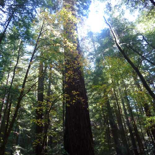 Armstrong Redwoods State Natural Reserve, United States