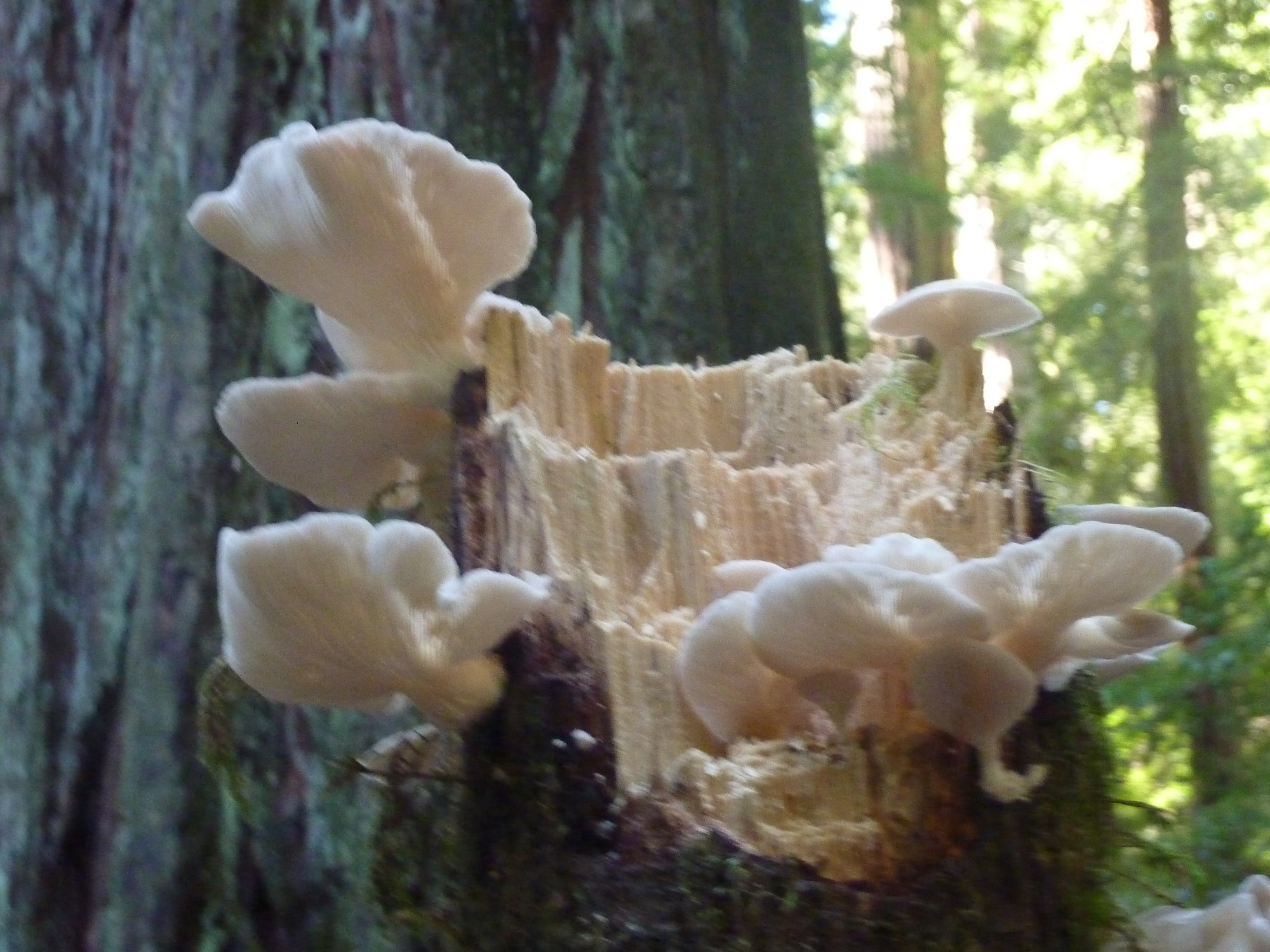 Armstrong Redwoods State Natural Reserve, United States