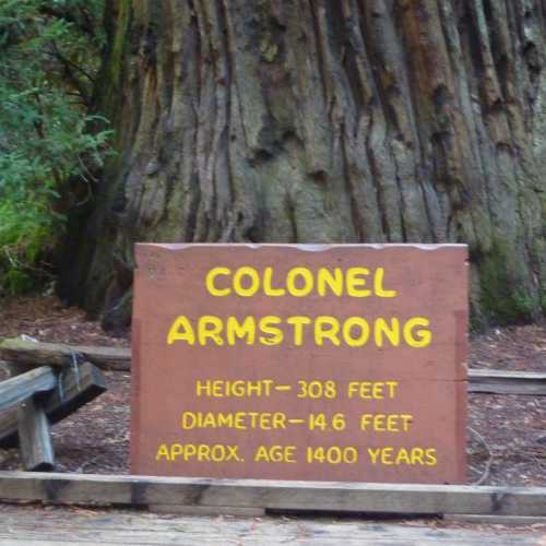 Armstrong Redwoods State Natural Reserve photo