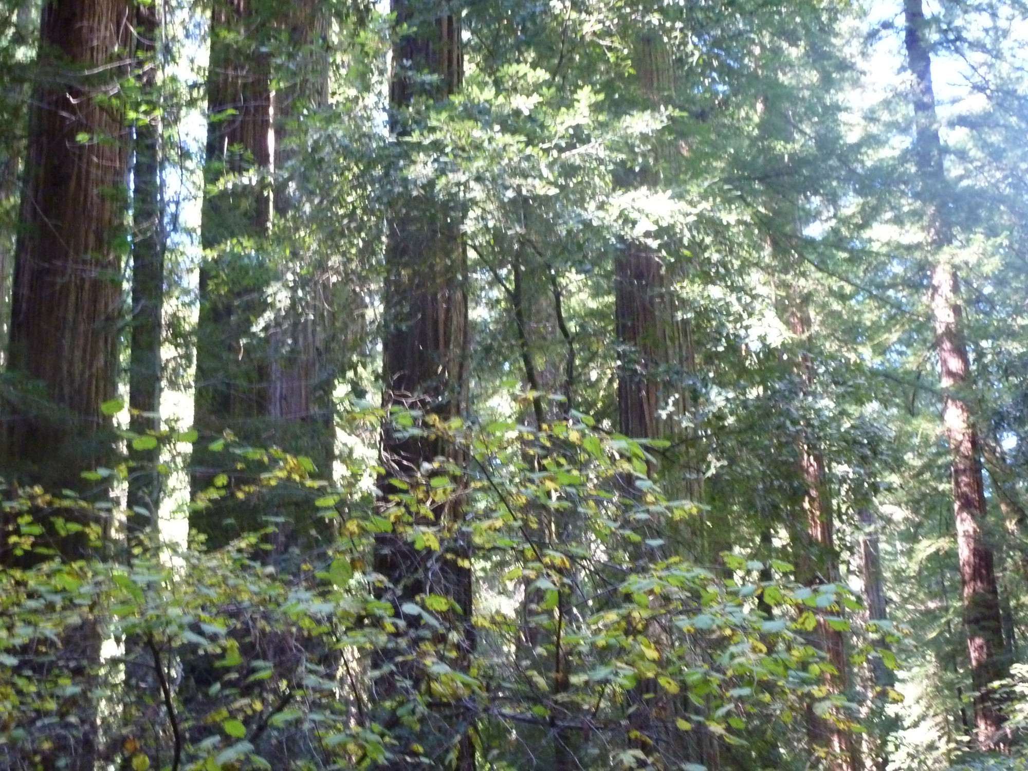 Armstrong Redwoods State Natural Reserve, США