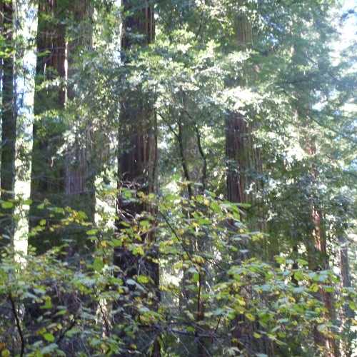 Armstrong Redwoods State Natural Reserve, США