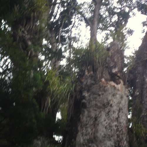 Giant Conifer