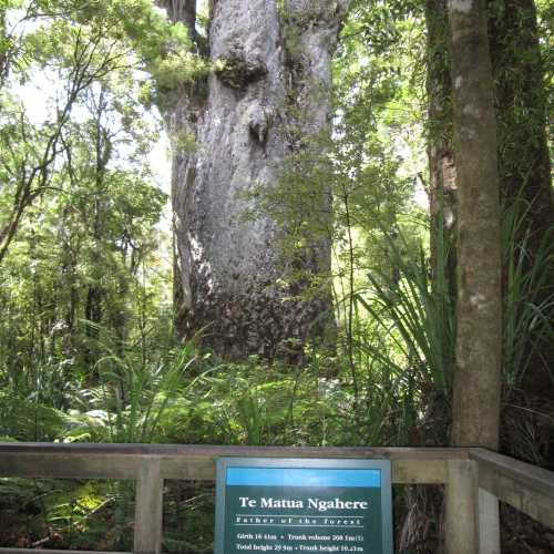 Te Matua Ngahere, Новая Зеландия