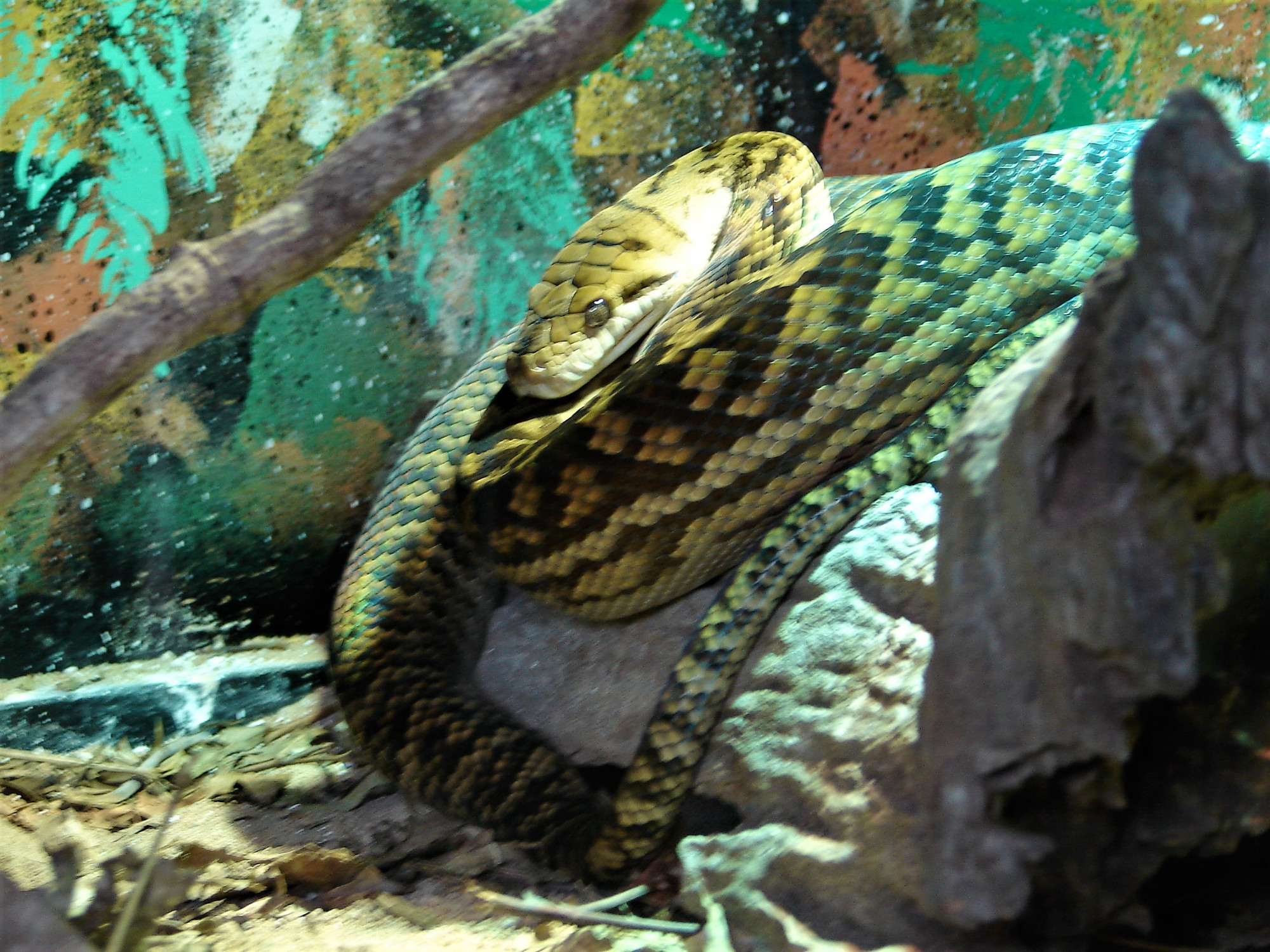 Amethystine python<br/>
Snake