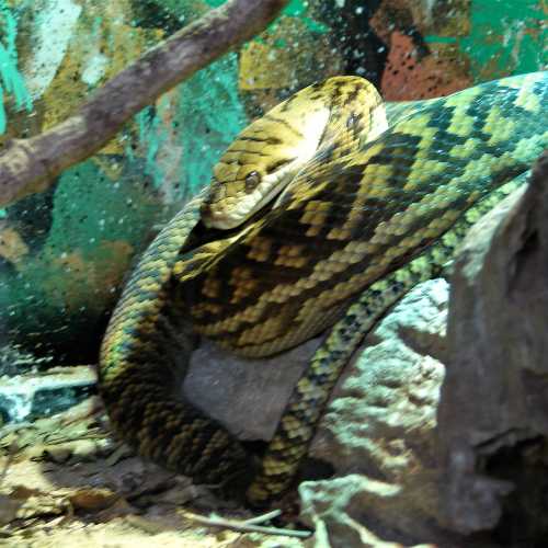 Amethystine python<br/>
Snake