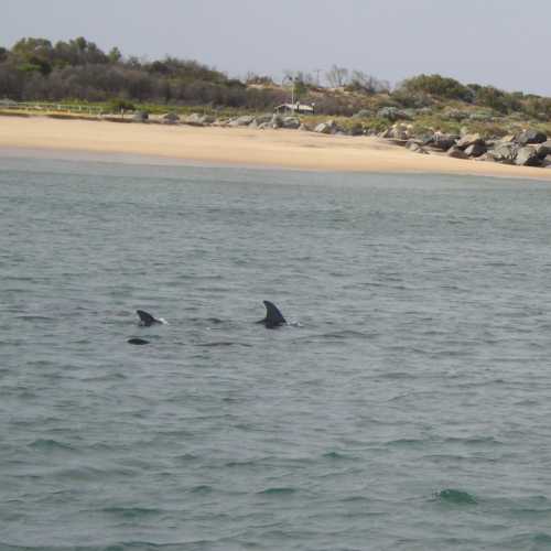 wild Dolphins