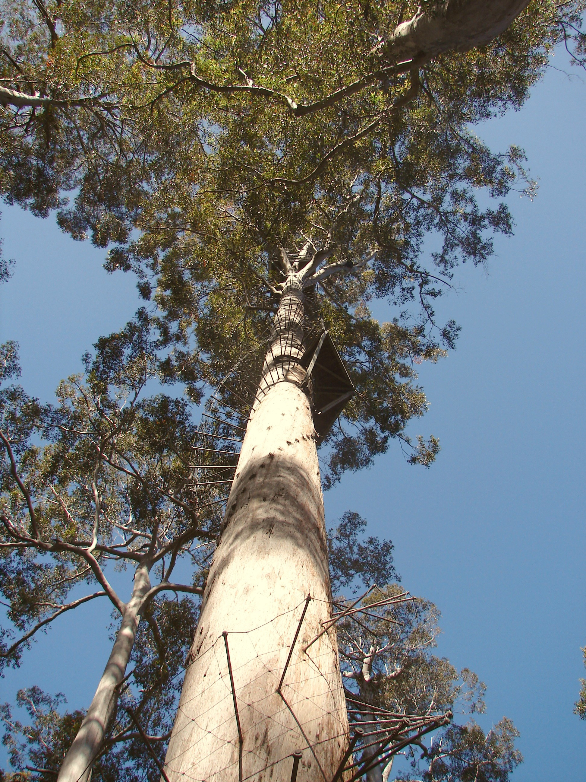 View up Tree