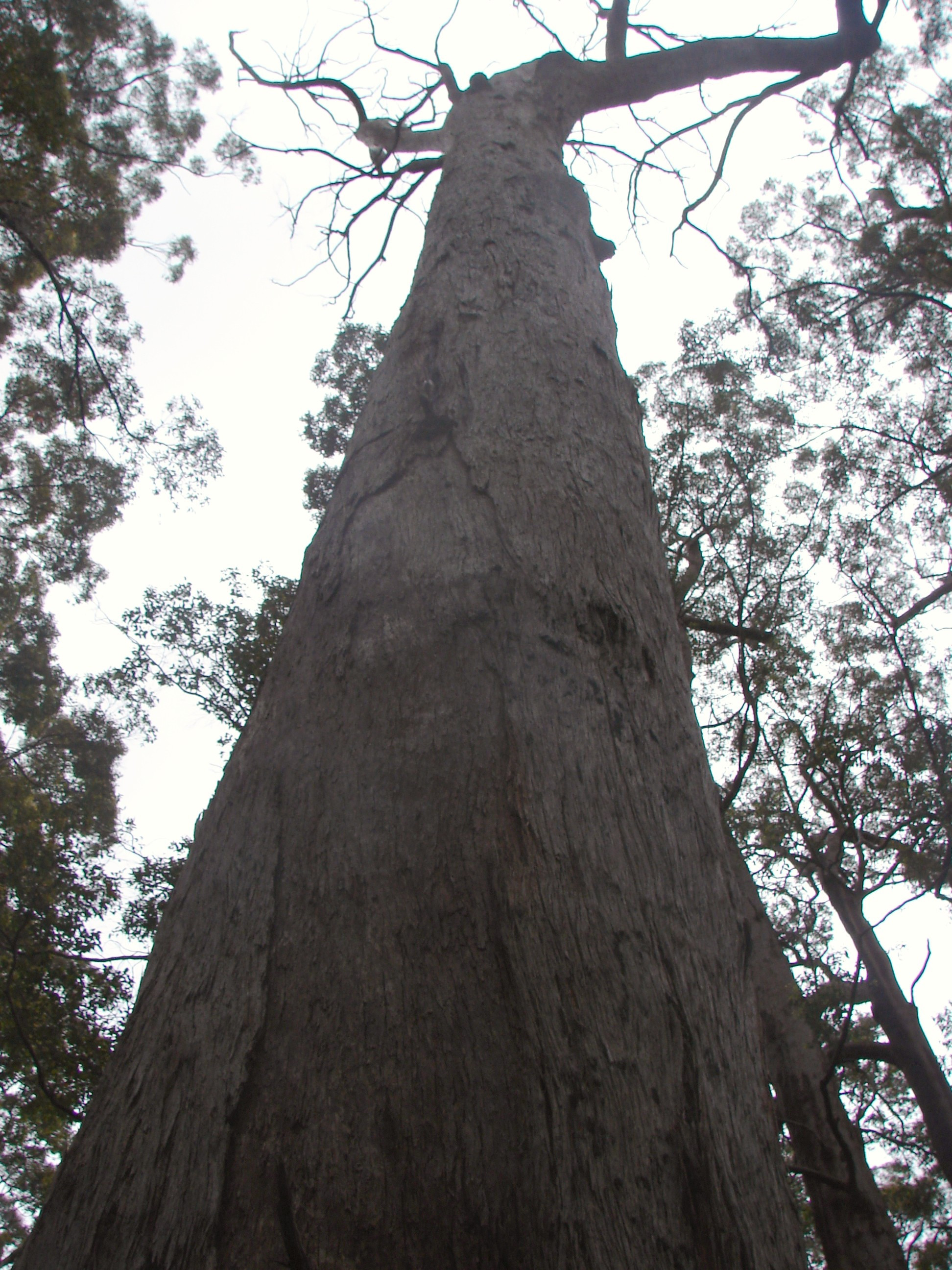 Giant Tree