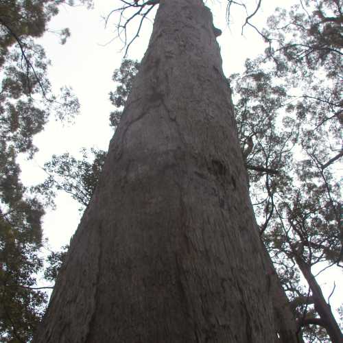 Valley of The Giants Tree Walk, Australia