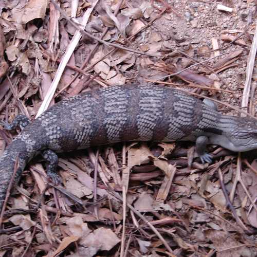 Northern blue-tongued skink<br/>
Reptile