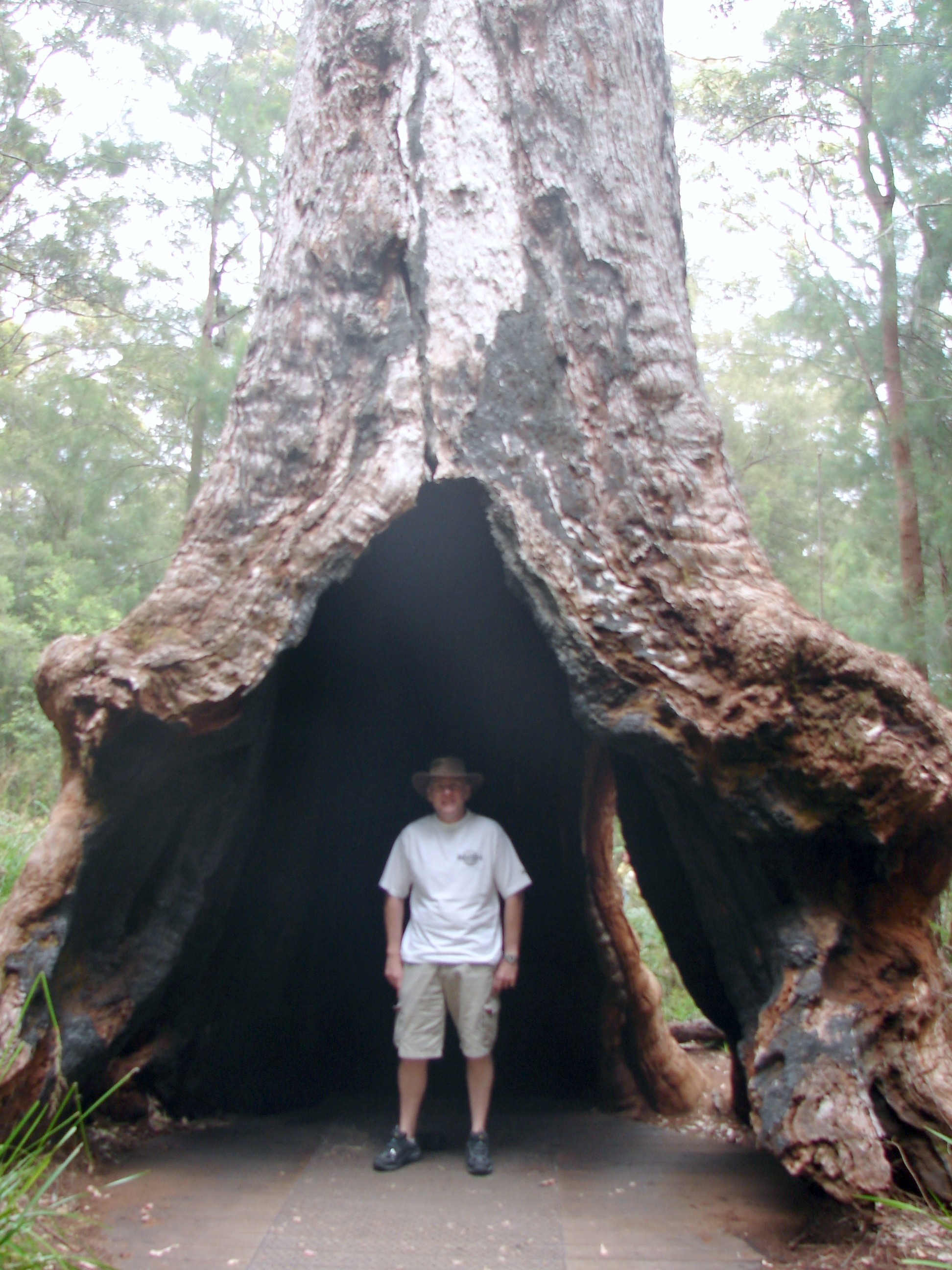 Moi in hollowed out by fire Tingle Tree