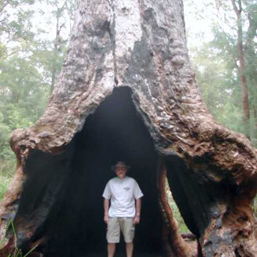 Giant Tingle Tree, Australia