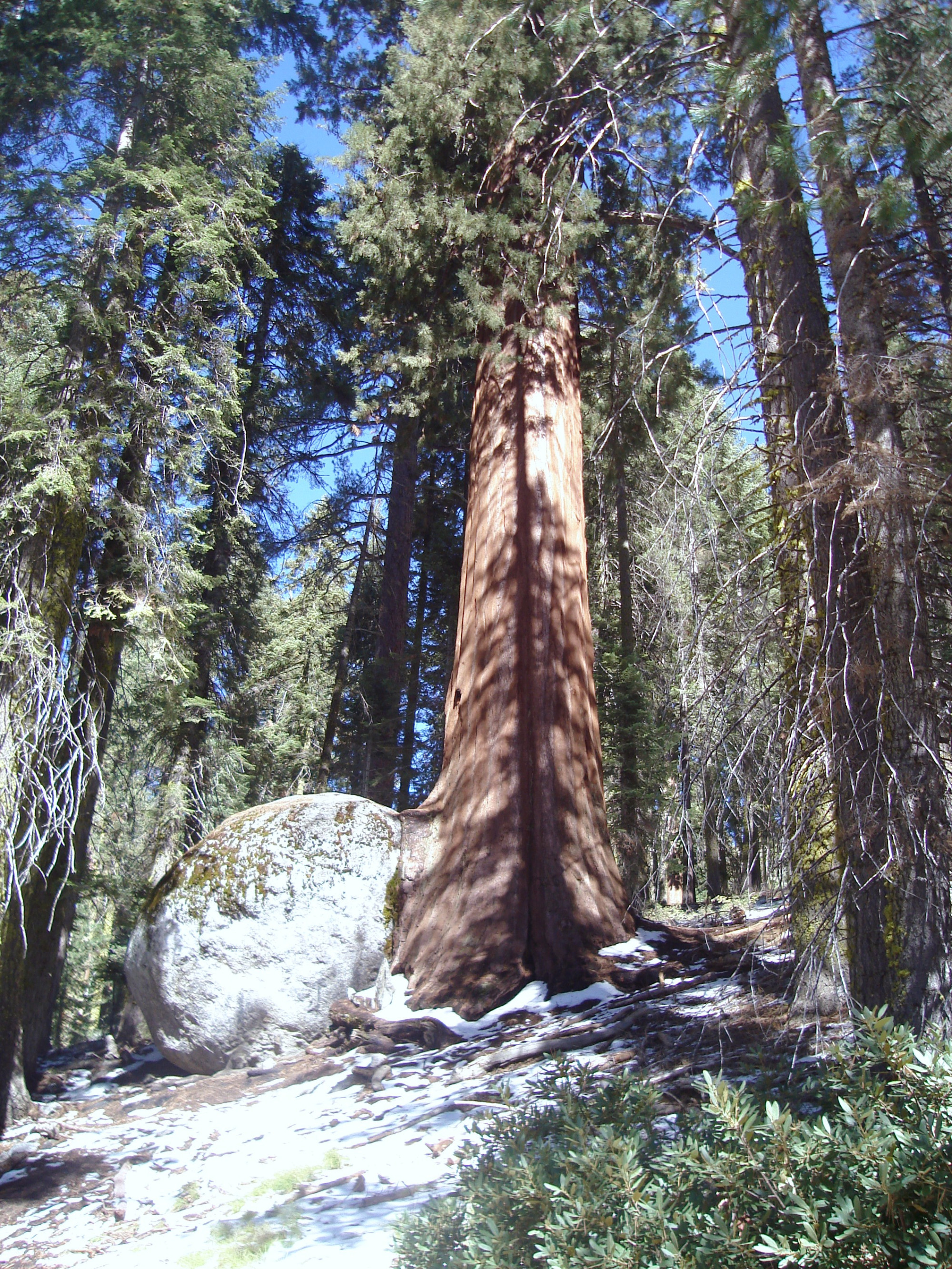 Sequoia National Park, United States