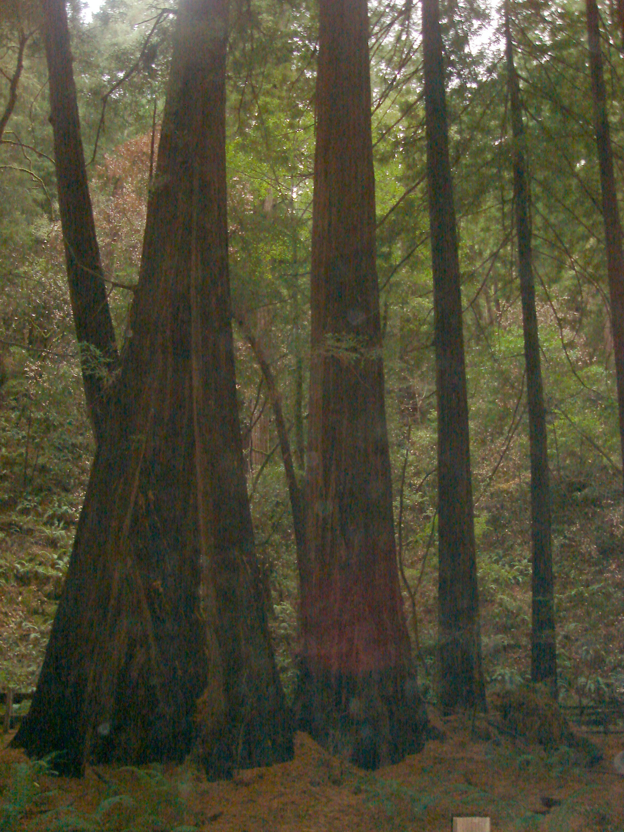 Redwoods