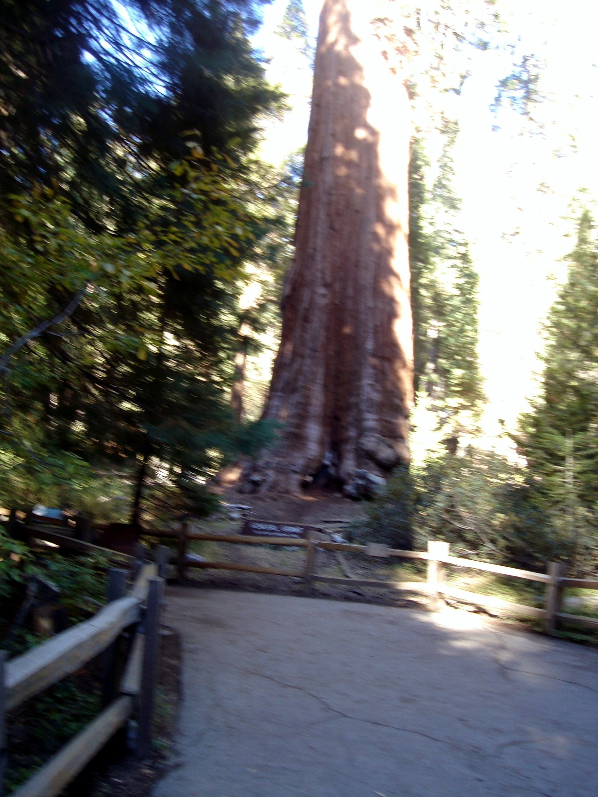 Sequoia National Park, United States