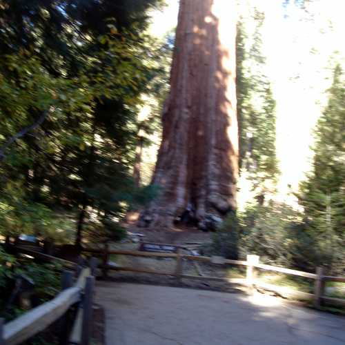 General Grant giant Sequoia Tree