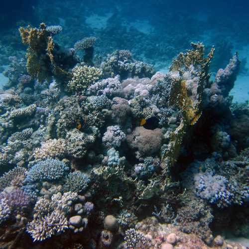 Multicoloured corals