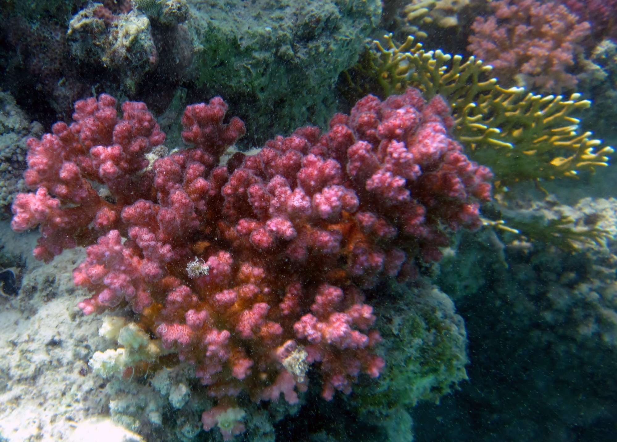 Soft Corals