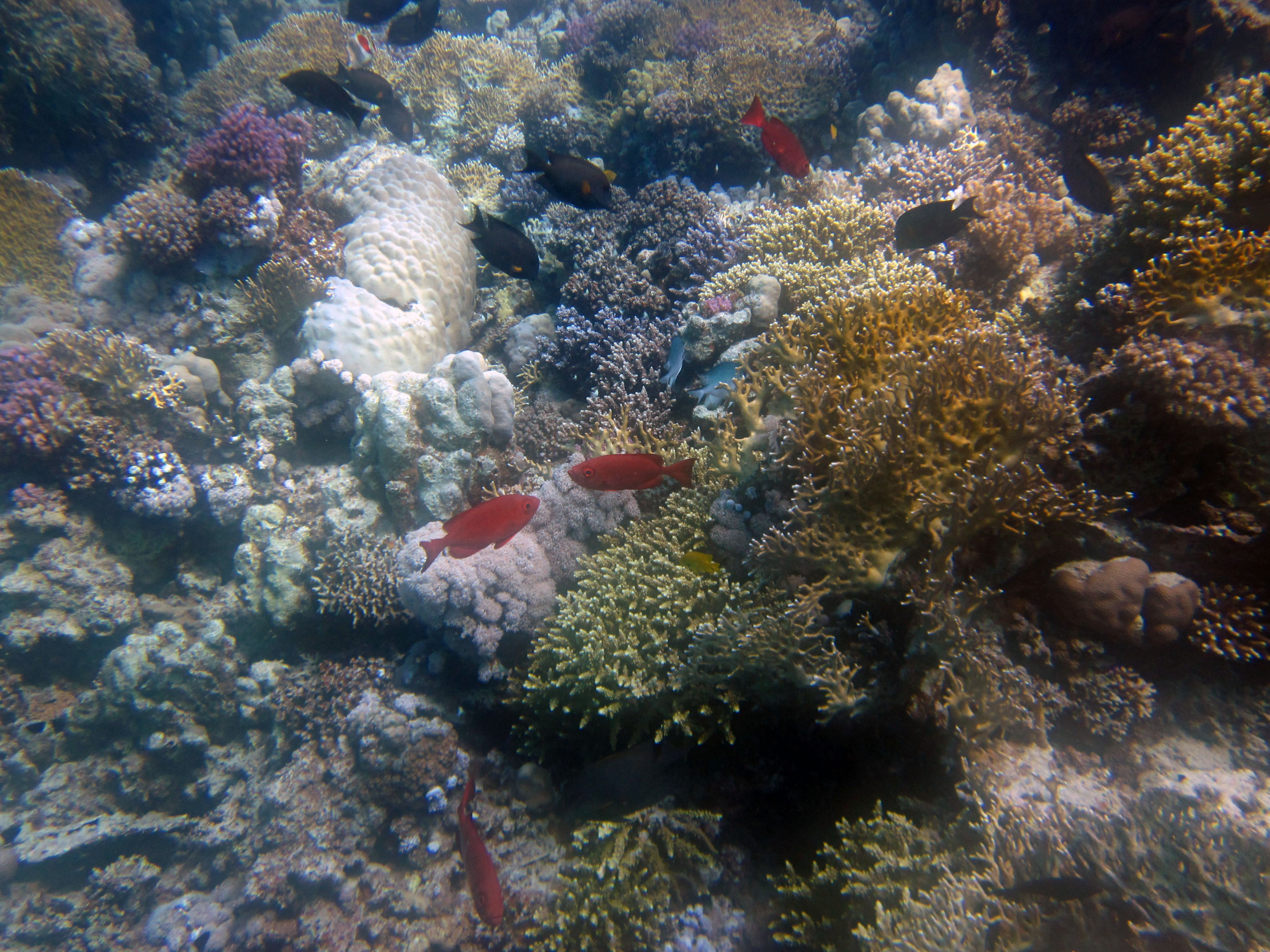 House Reef -