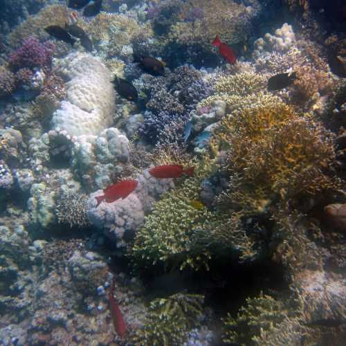 House Reef -