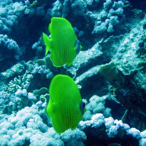 House Reef — Butterfly Fish