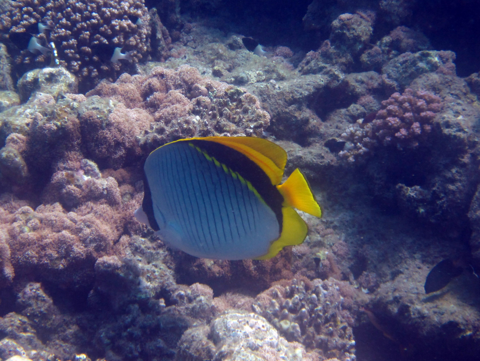 Masked Butterfly Fish