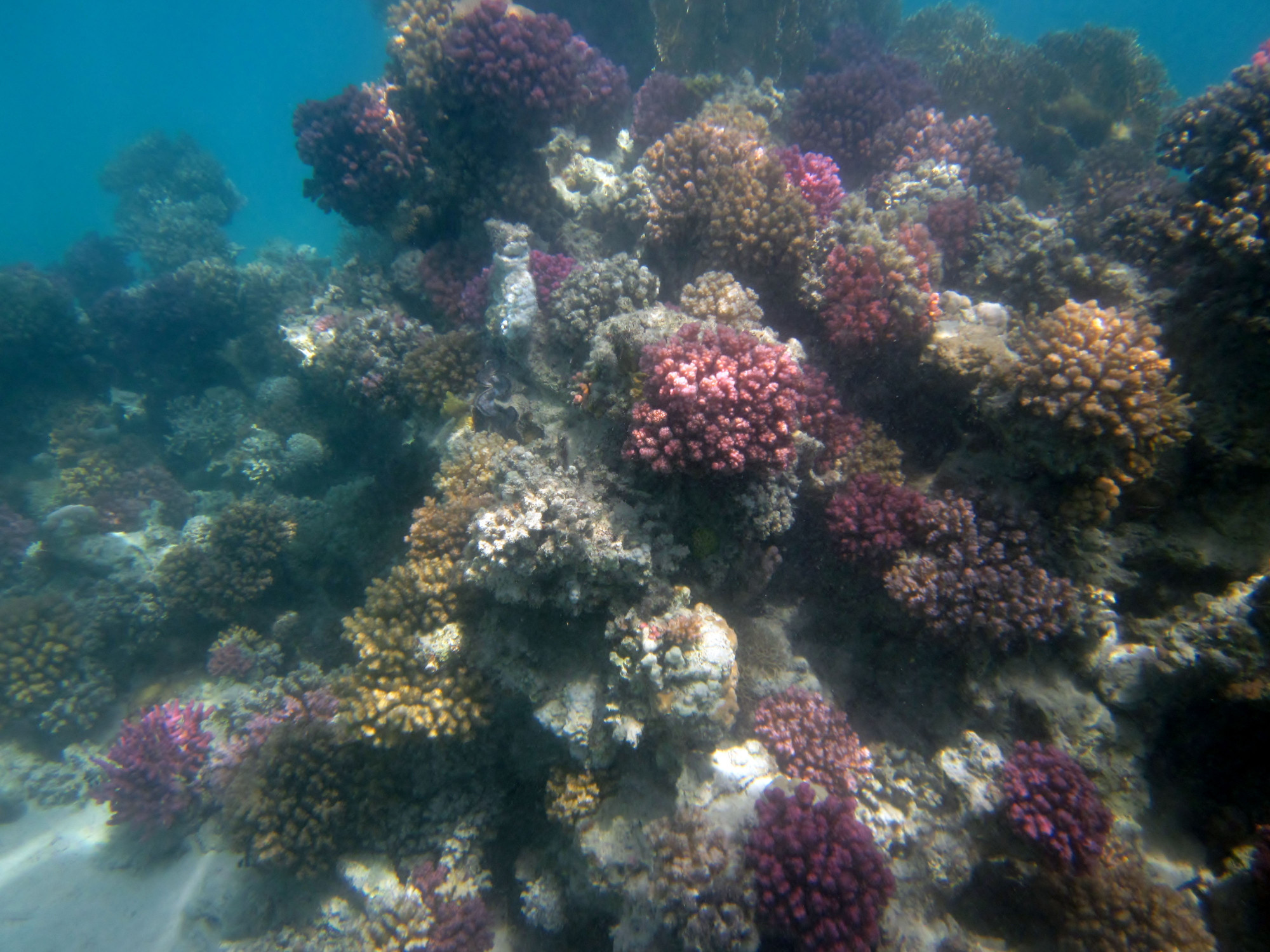 Marsa Shagra, Egypt