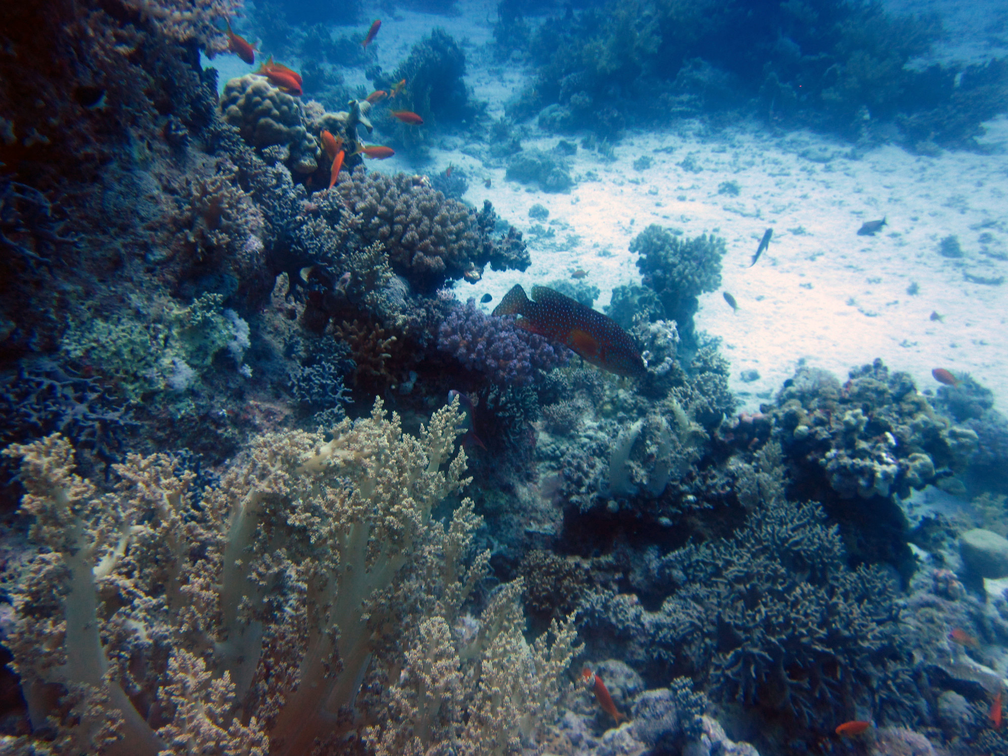 Reef Cod