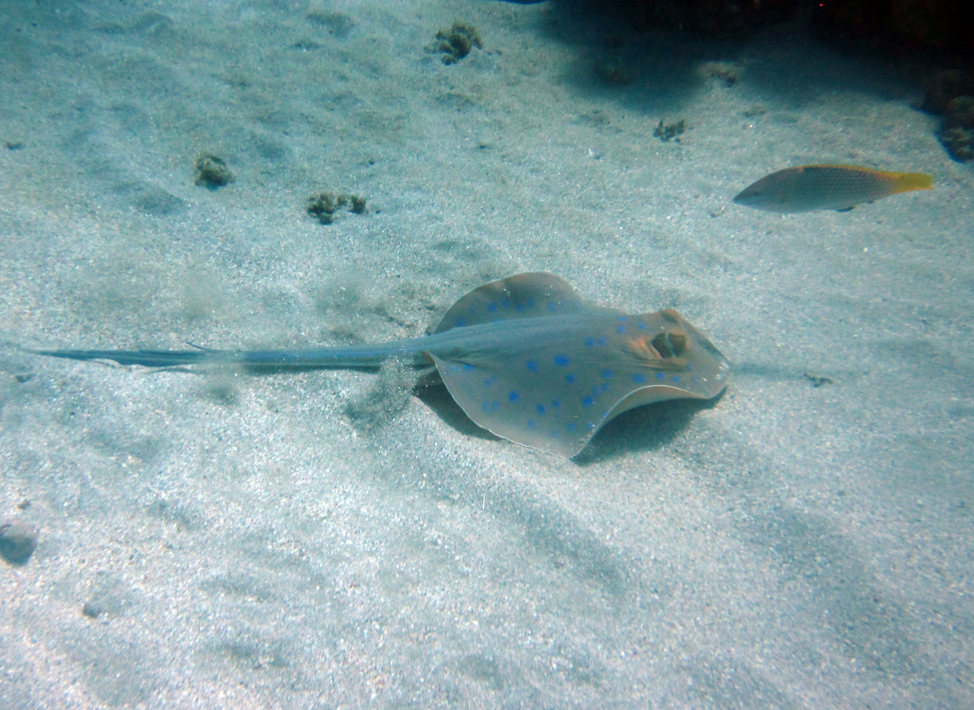 Blue spotted Ray