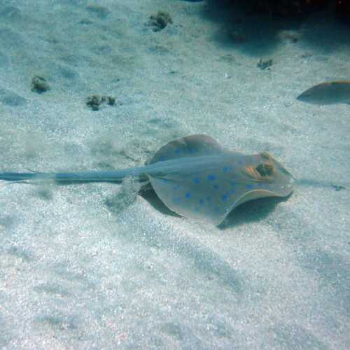 Blue spotted Ray