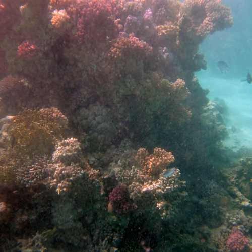 House Reef