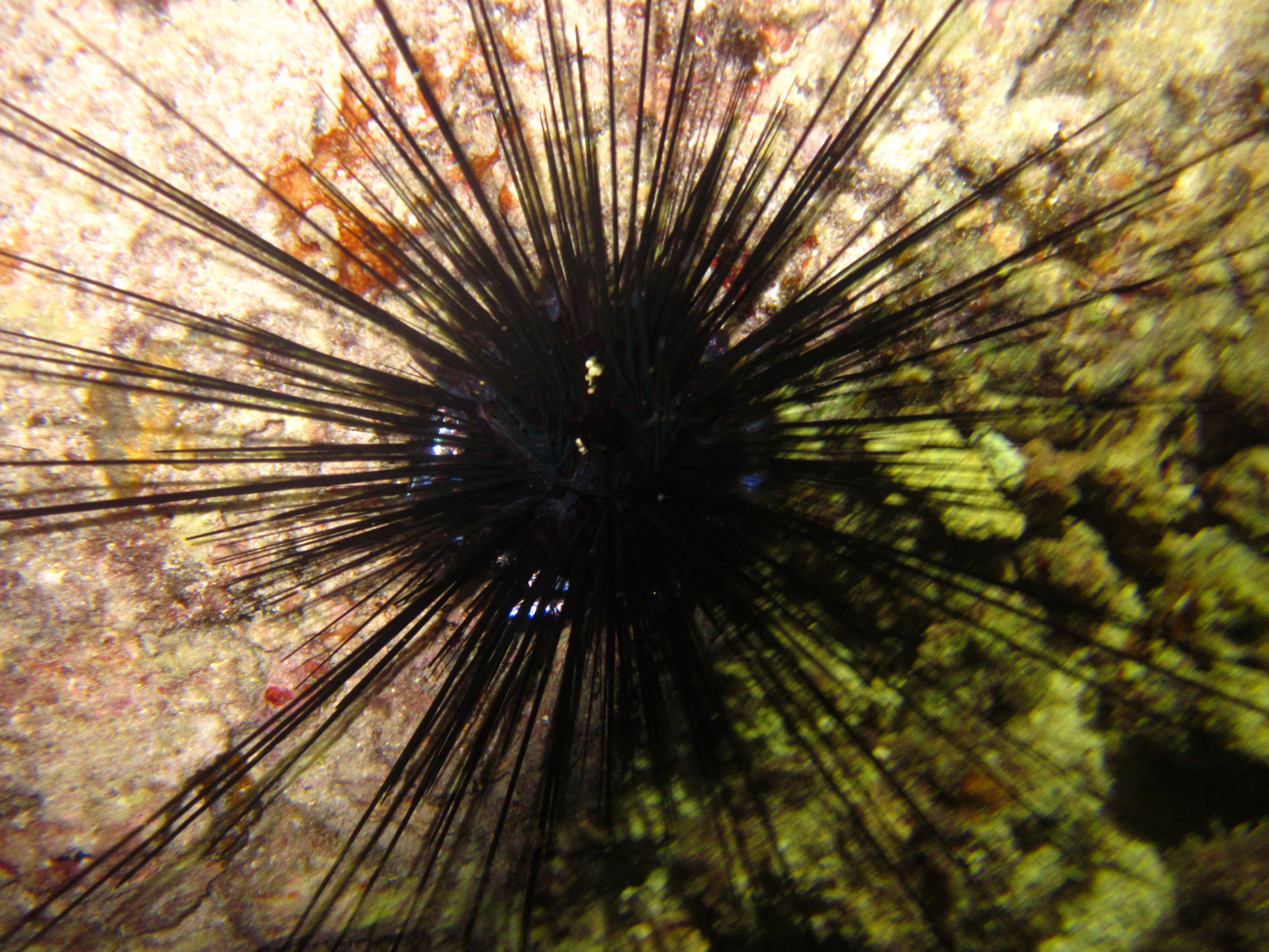 Sea Urchin