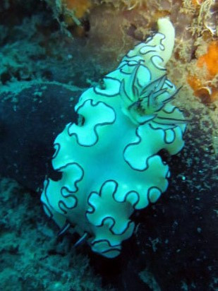 Nudibranch